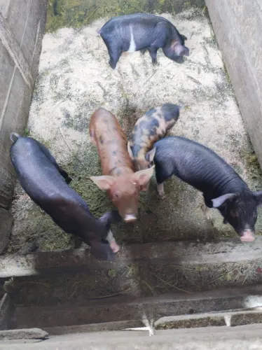 Leitões comum