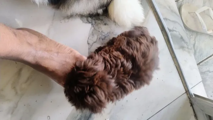 Filhotes de Shih Tzu legítimos a pronta entrega, fêmeas e machinhos 1,200 machinho