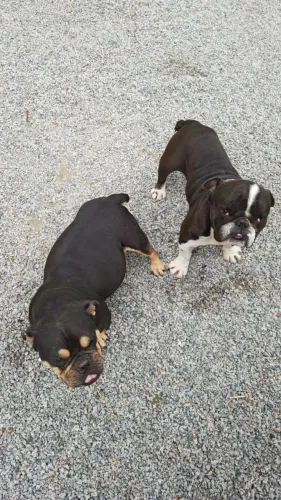 Vendo filhotes de exotic Bulldog nascimento 12/06 ótimo presente para o dia dos namorados