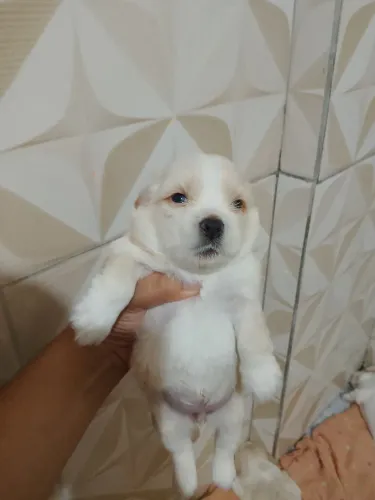 Lhasa Apso