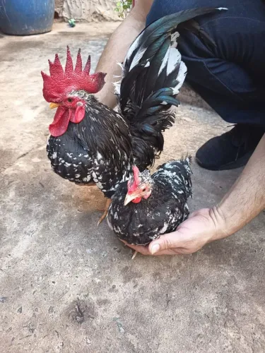 Nagasaki Black Mottled 