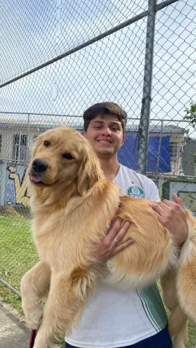 Vendo Golden Retriever fêmea