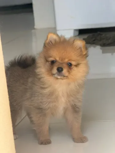VENDO FILHOTE DE SPITZ ALEMÃO FÊMEA