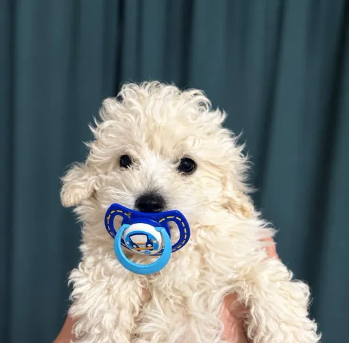 POODLE TOY