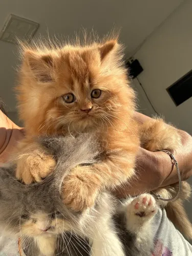 Gatinhos persa