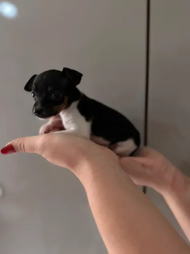 Pinscher fêmea zerinho tricolor á venda