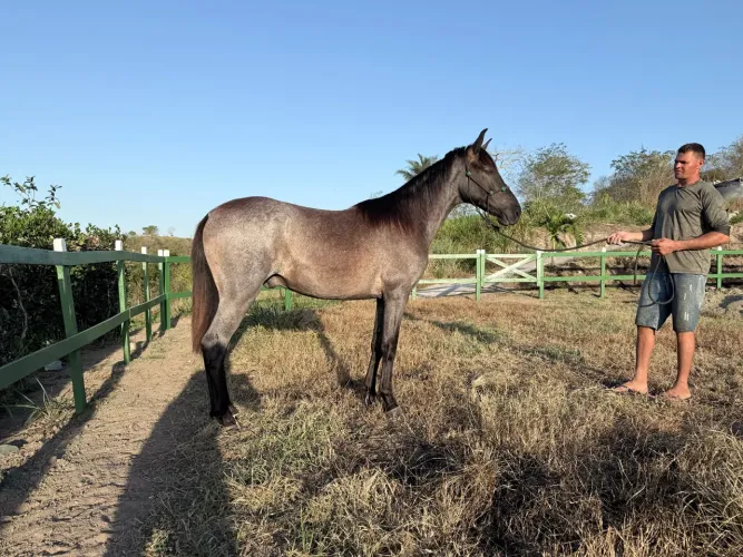 Potro Mangalarga Marchador Rosilho de Preto