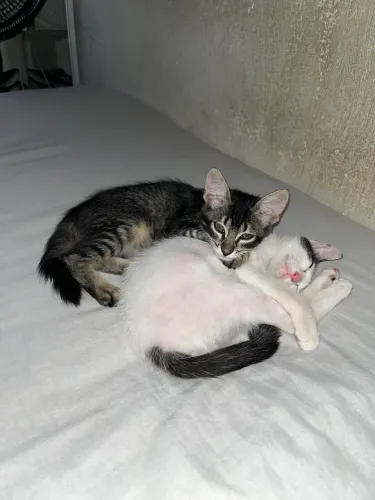 GATOS MACHO ADOÇÃO RESPONSÁVEL