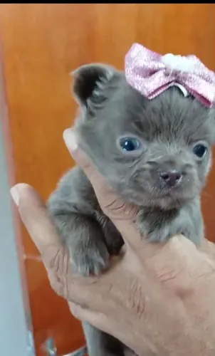 Chihuahua  várias cores  exóticas 