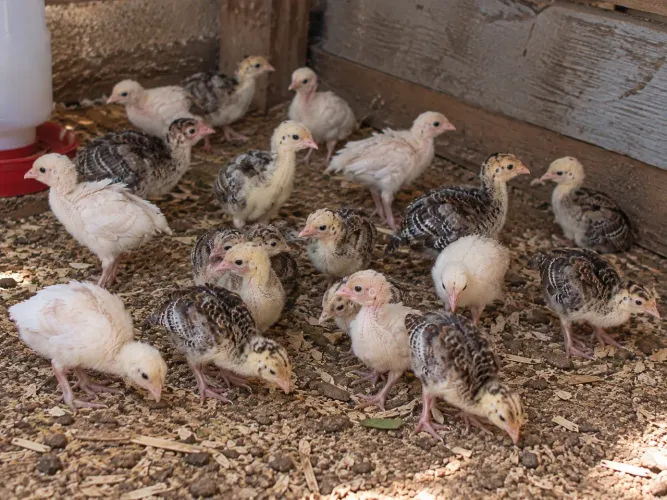 Peruzinhos pra venda 