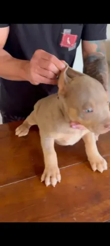 Pit Monster trililac