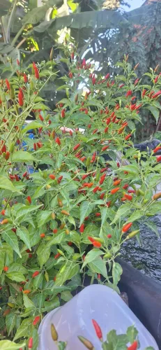Pimenta malagueta