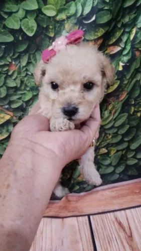 Poodle micro femea 