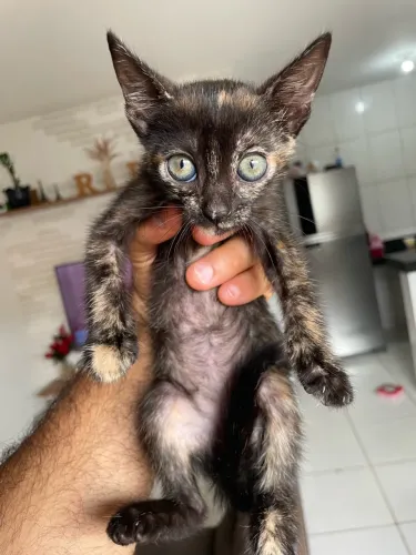 Doação de gatos