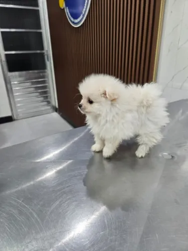 Cachorro Lulu da Pomerânia "Promoção"