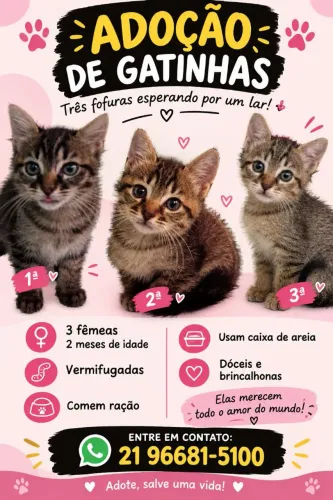 Adoção de Gatinhas