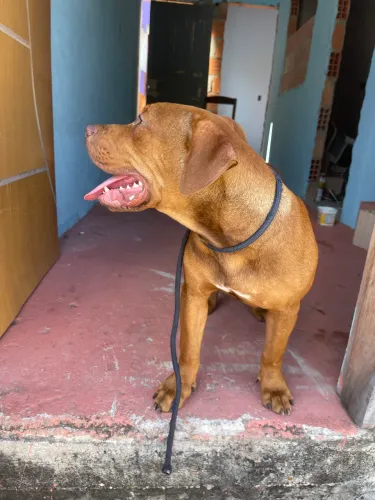 Pit monster com american bully