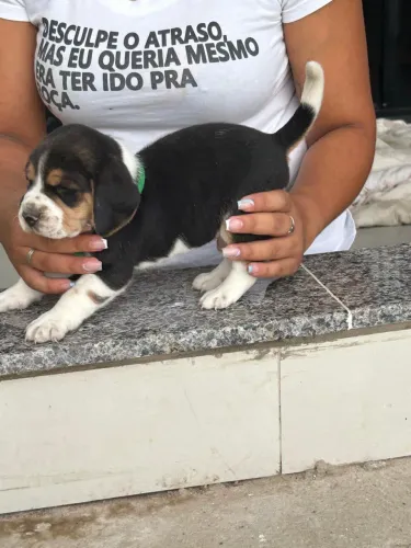 Mini beagles 13 polegadas
