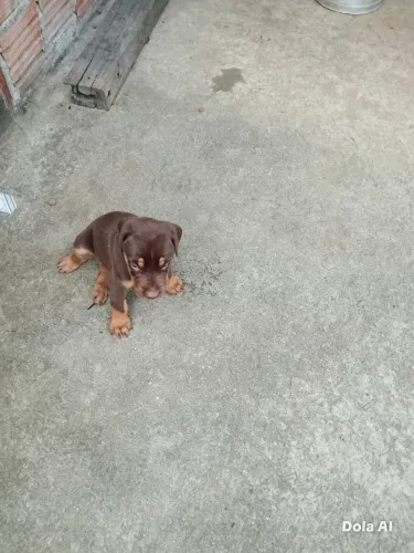 Doberman