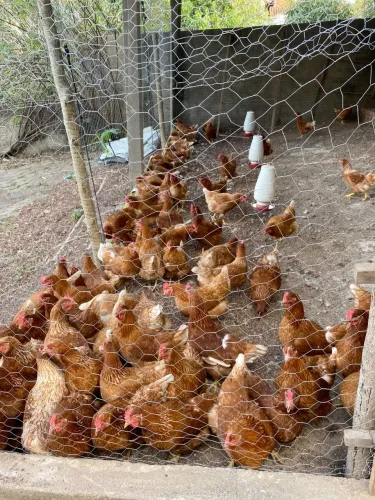 Vendo galos e galinhas