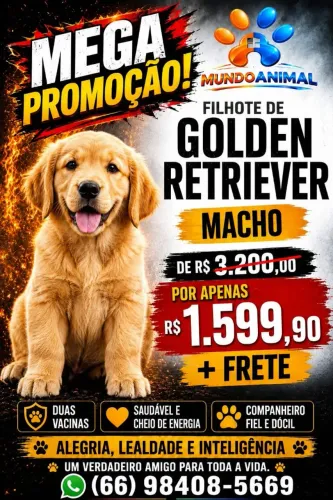 Golden Retrivier