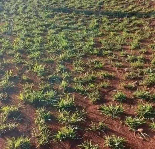 Grama Esmeralda Melhor Oferta Direto da Fazenda