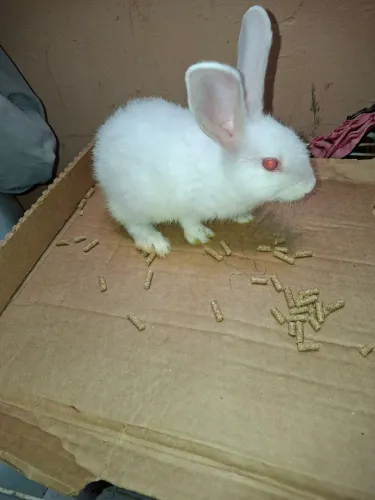 Coelhos