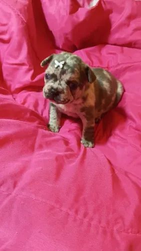 Buldogue francês