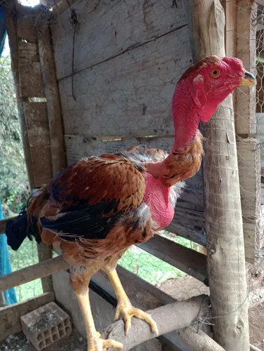 Frango polaco gigante