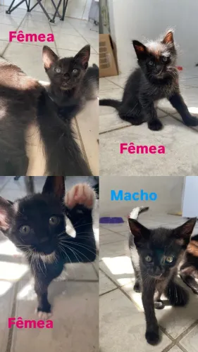 Adoção responsável