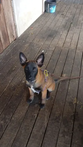 Pastor belga malinoa tem 3 meses.. Valor 2 mil