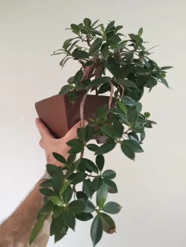 Bonsai de Ficus Green Island / Australiano em cascata e com raízes expostas