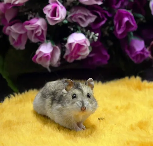 Promoção de filhotes de hamster sírio e anão russo 