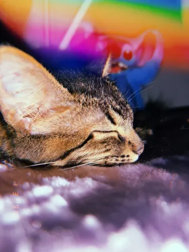 Doa-se Gata