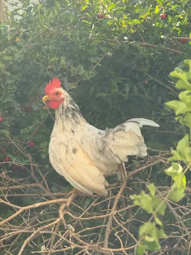 Garnisé macho / Galo Garnisé