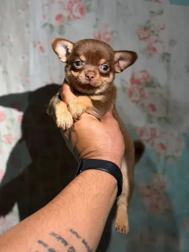 Chihuahua fêmea pelo curto Chocotan á venda
