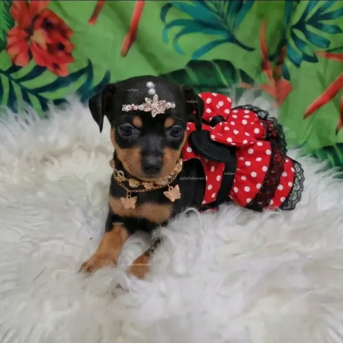 Pinscher zero Filhotes Pequeninos