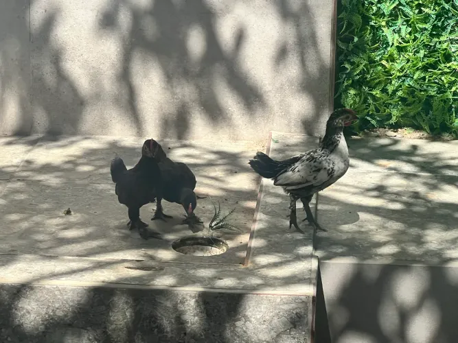 Frangos garnisé anão (macho)