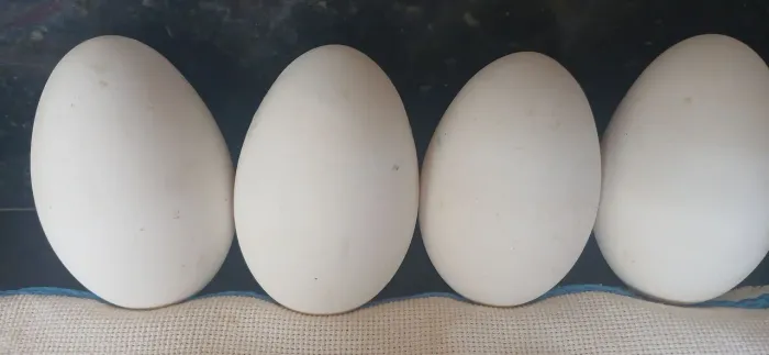 Ovos de gansos férteis.