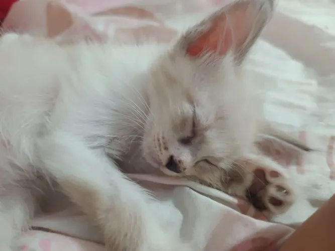 Gatinhos filhotes pra adoção 