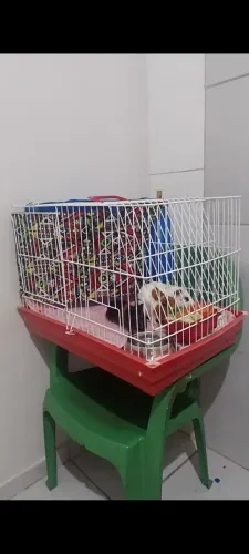 Vende-se duas gaiolas