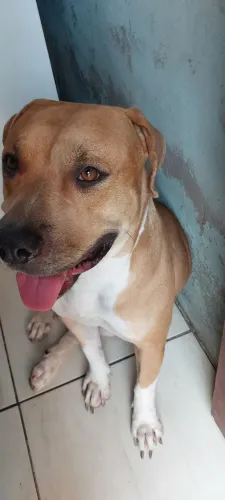 Pit bull 