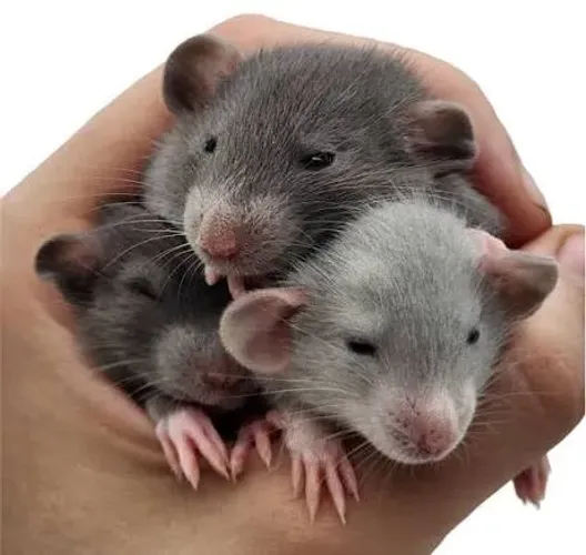 Ratos Twister Hairless, Siames, Marten