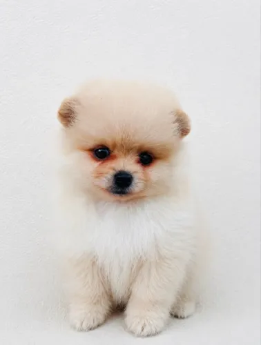 Macho Spitz 