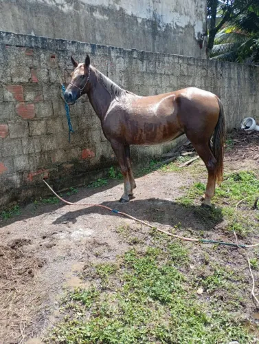 Égua igual de muda testada de tudo de picado mestiça de MM pra vender