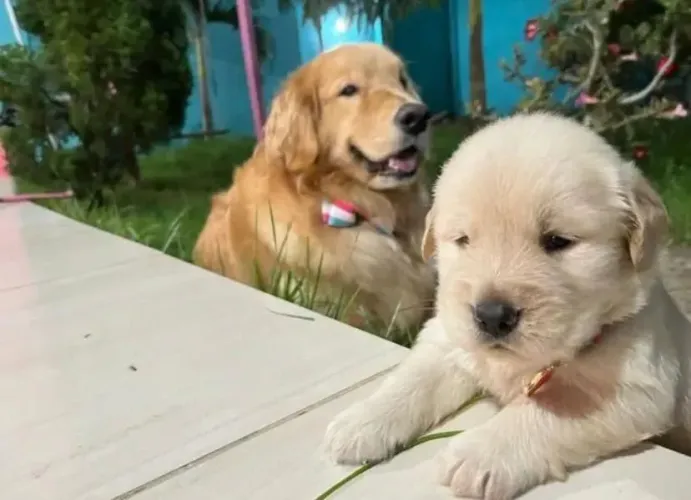 Lindos Filhotes de Golden Retriever Macho e Fêmea Fofos e Amigos