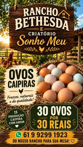 Ovos novos e frescos 
