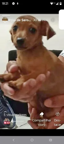 Procura uma fêmea ele e 0 cm vacina e cm pediree pinscher