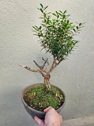 Bonsai de Silvestre