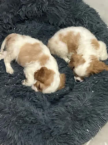 Filhotes Cavalier King Charles Spaniel
